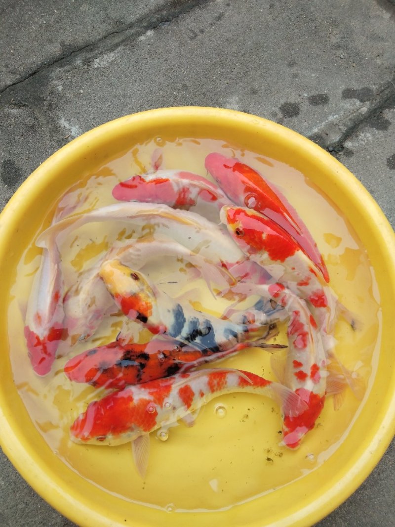 锦鲤鱼
