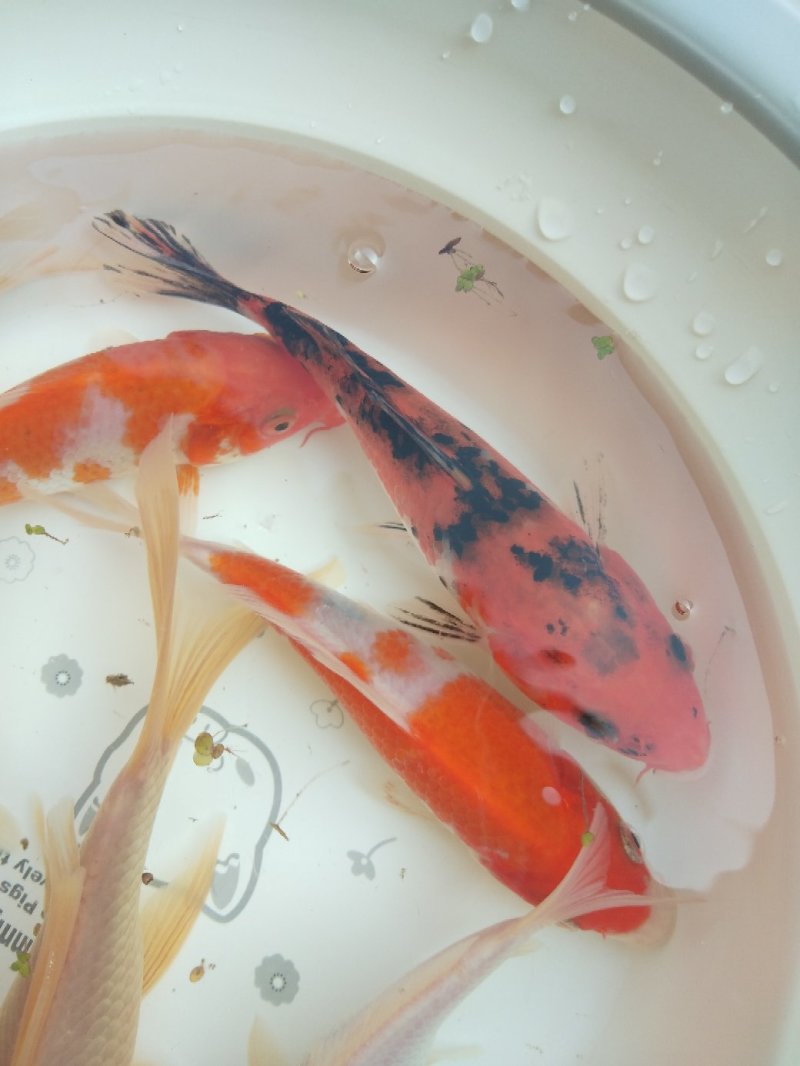 锦鲤鱼