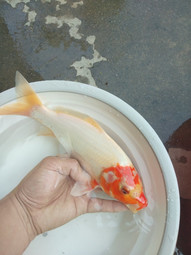 锦鲤鱼