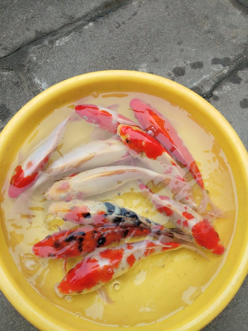 锦鲤鱼