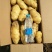 荷兰十五土豆2两以上通货大量上市产地直销