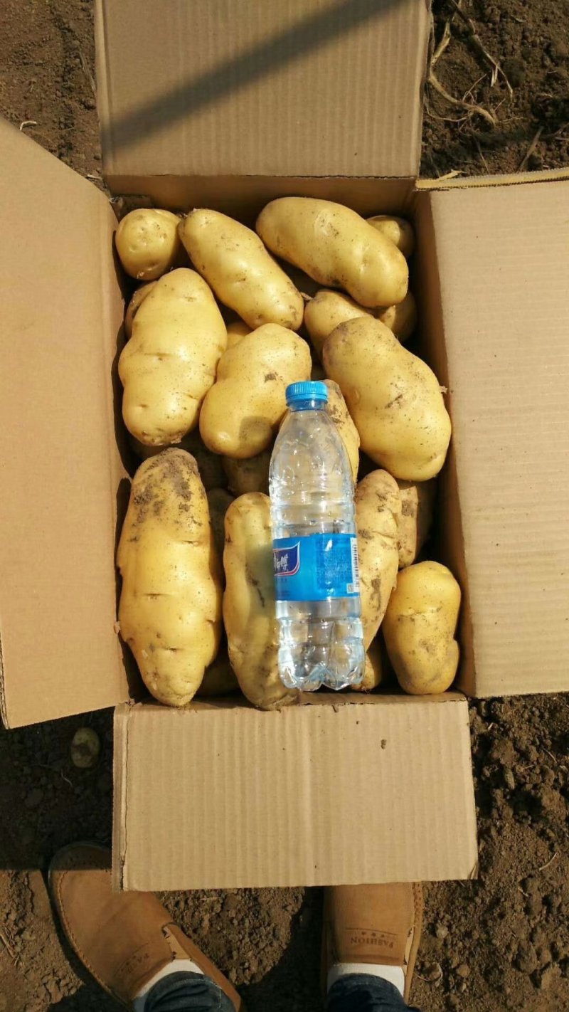 荷兰十五土豆2两以上通货大量上市产地直销