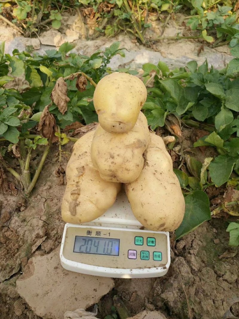 荷兰十五土豆2两以上通货大量上市产地直销