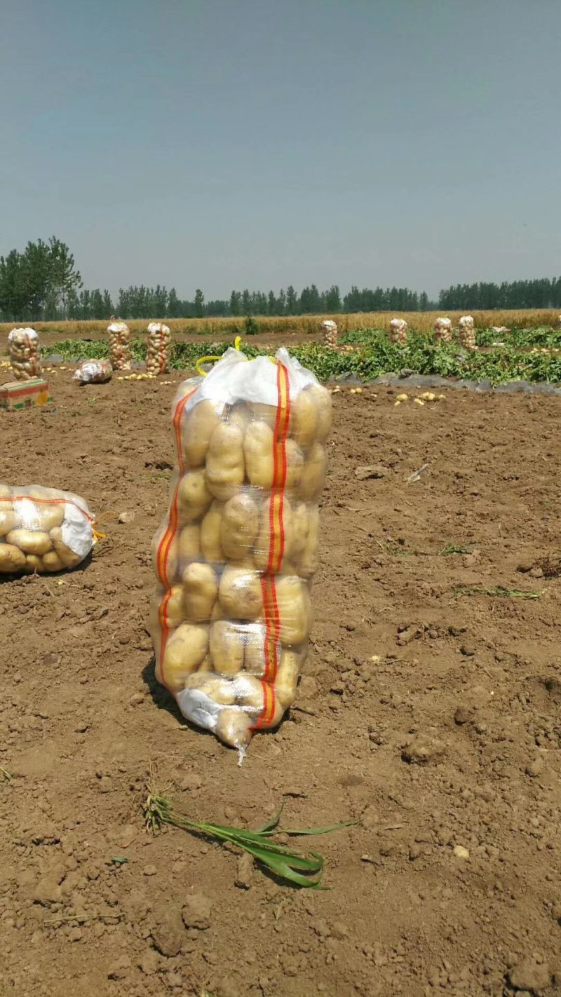 荷兰十五土豆2两以上通货大量上市产地直销