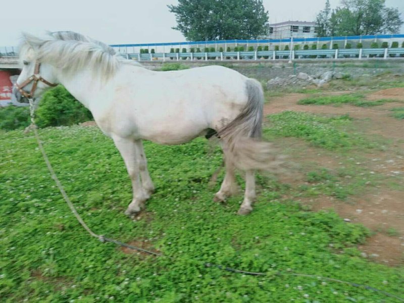 肉马，驼马，骑乘马都有
