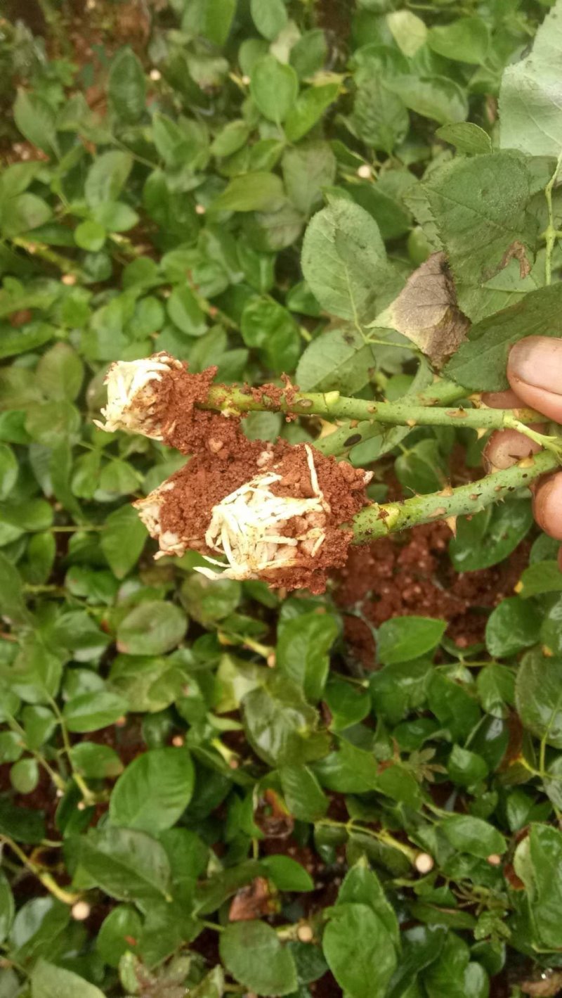 大花月季苗品种月季丰花月季花苗糖果雪山月季花卉种苗