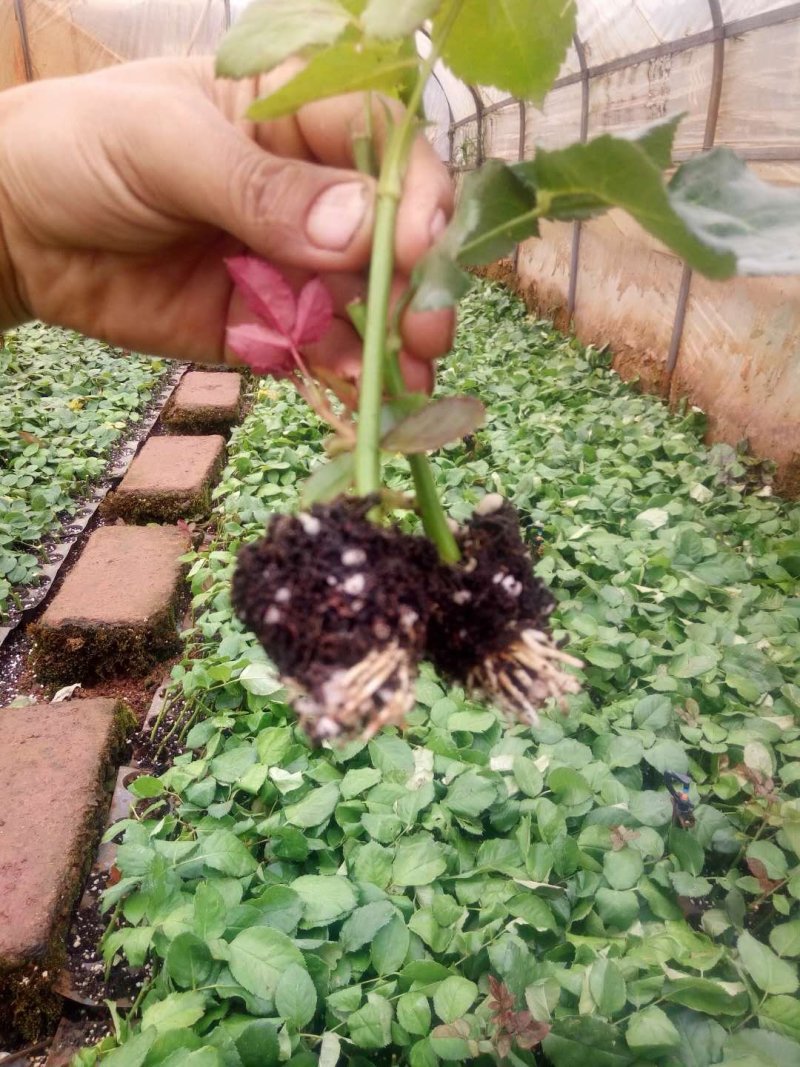 大花月季苗品种月季丰花月季花苗糖果雪山月季花卉种苗