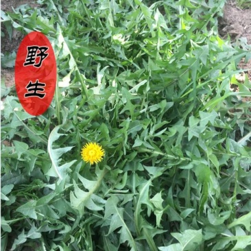 新鲜野生蒲公英婆婆丁