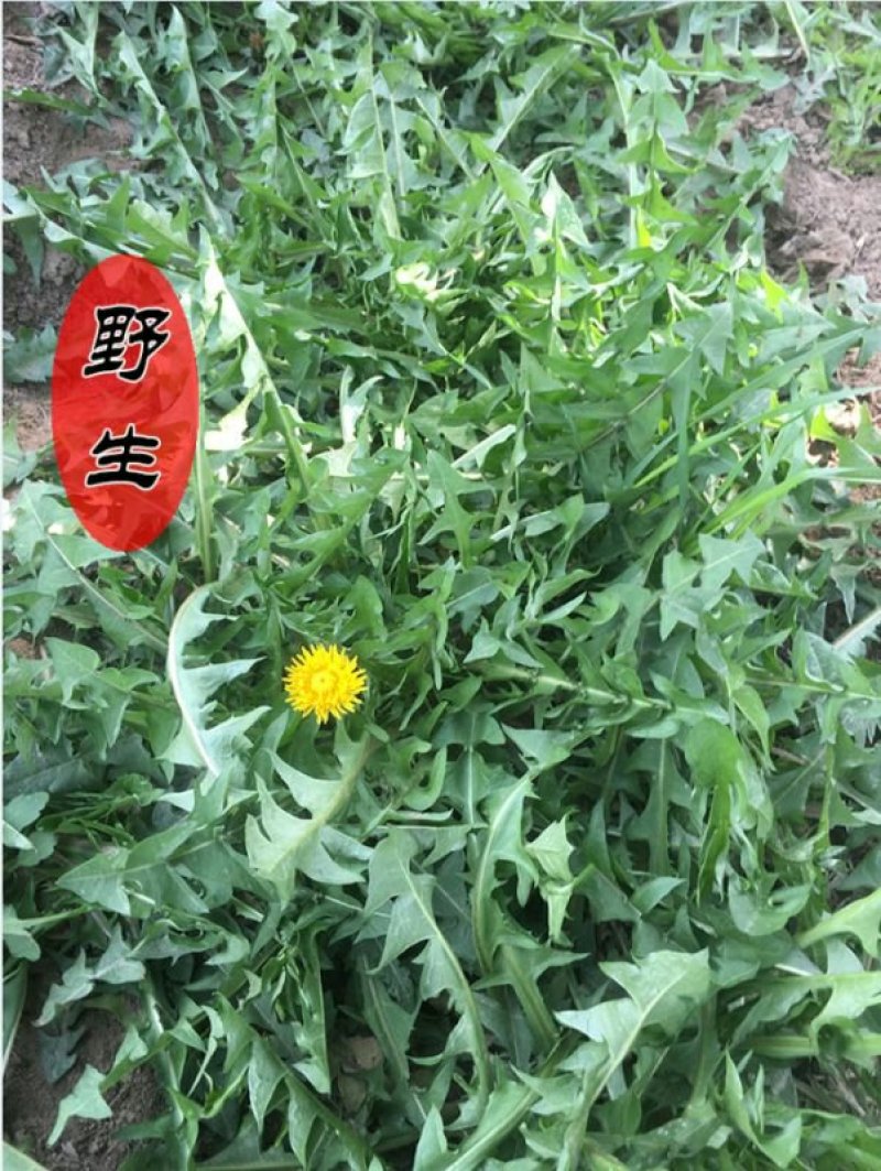 新鲜野生蒲公英婆婆丁