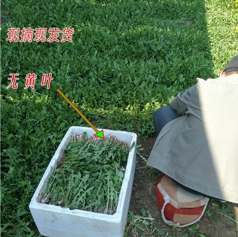 新鲜野生蒲公英婆婆丁