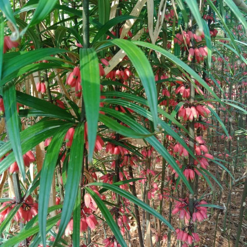 野生药材红花黄精种子。高杆重楼种子。