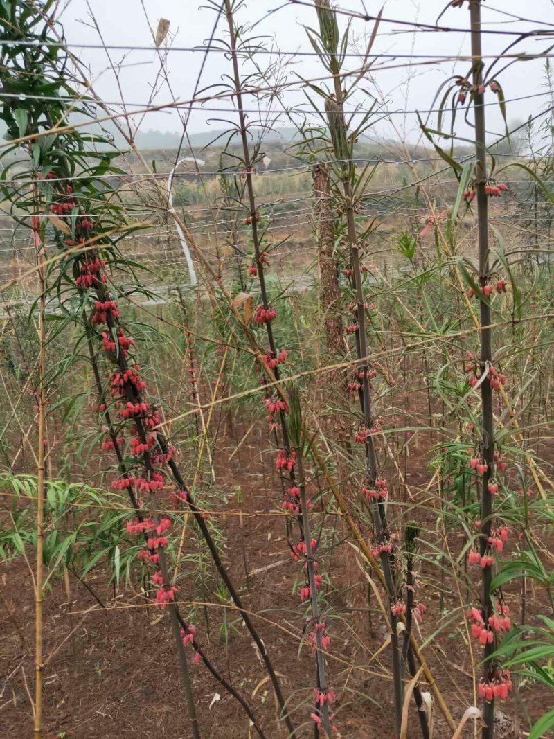 野生药材红花黄精种子。高杆重楼种子。
