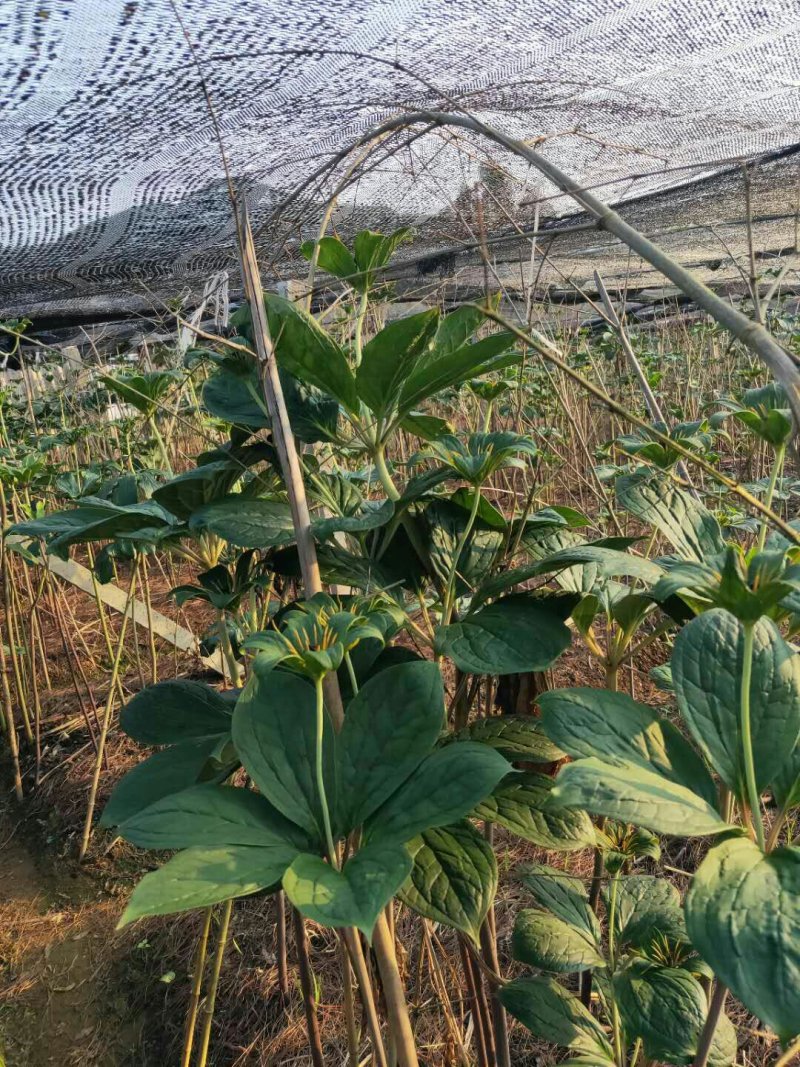 野生药材红花黄精种子。高杆重楼种子。