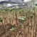 野生药材红花黄精种子。高杆重楼种子。