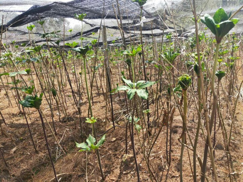 野生药材红花黄精种子。高杆重楼种子。