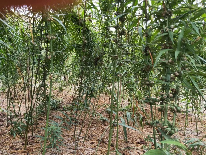 野生药材红花黄精种子。高杆重楼种子。