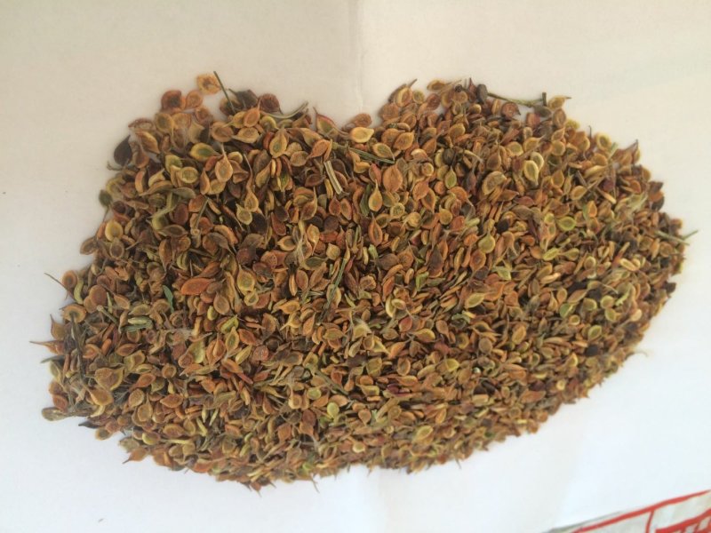 威灵仙，山辣椒秧种，山辣椒苗东北威灵仙抚顺中药材