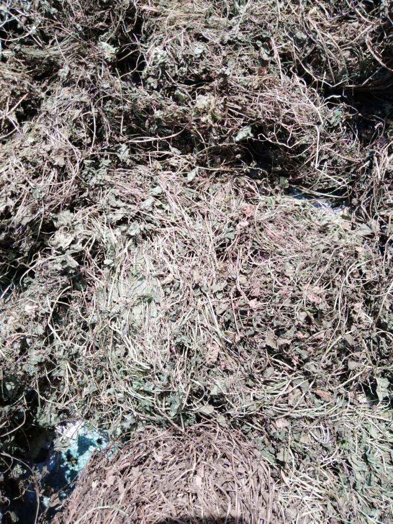 金钱草小叶干货野生