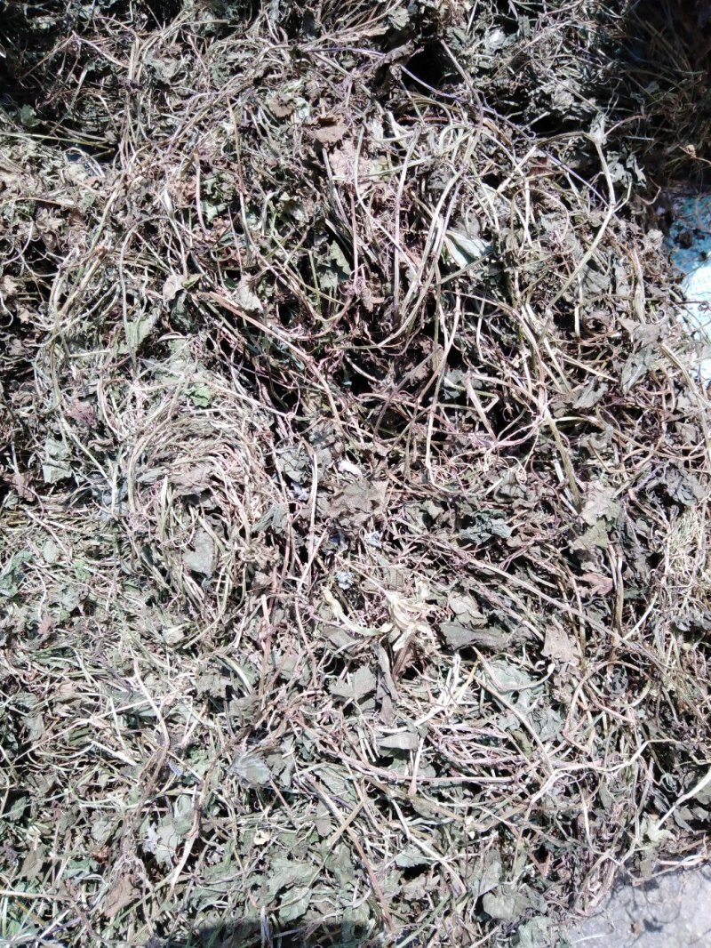 金钱草小叶干货野生
