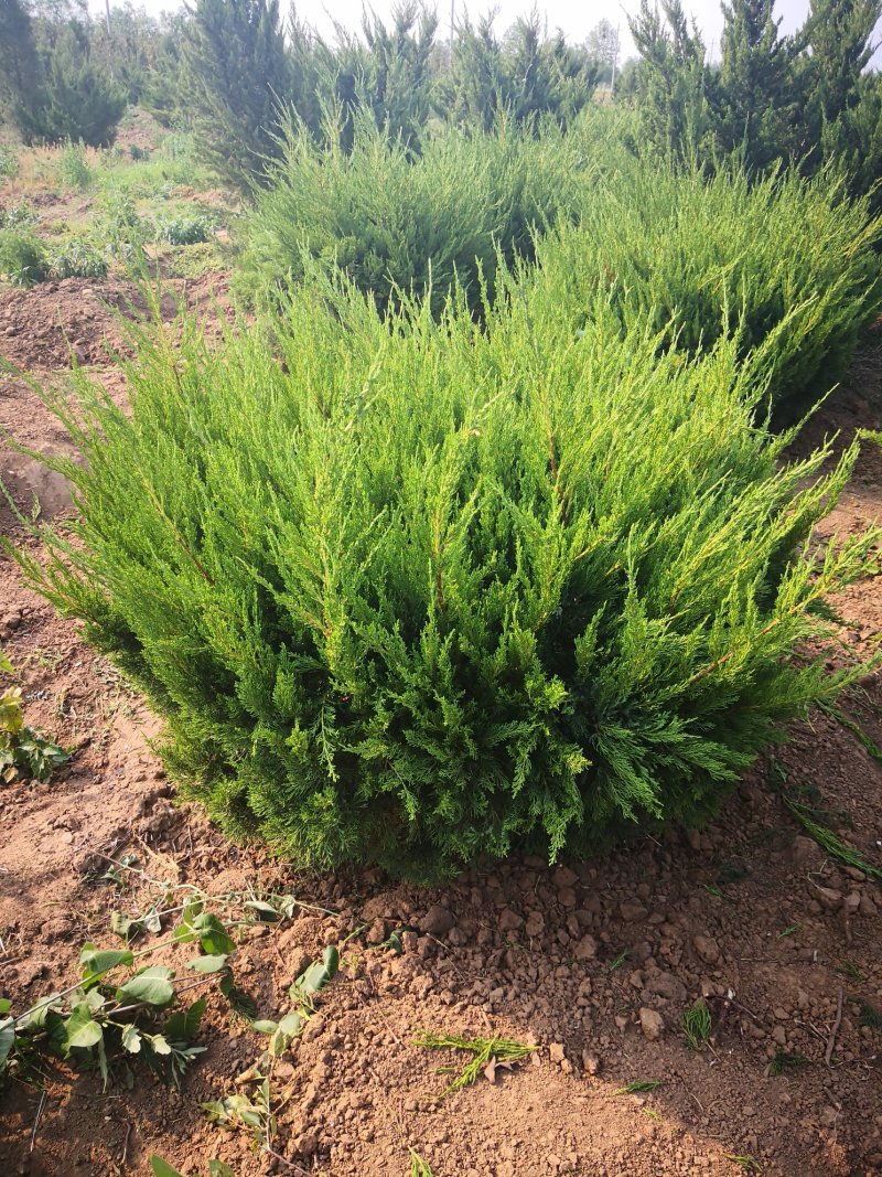 龙柏球，产地直发，量大价优，欢迎进店联系