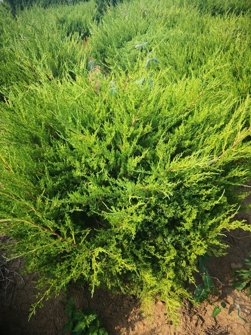 龙柏球，产地直发，量大价优，欢迎进店联系