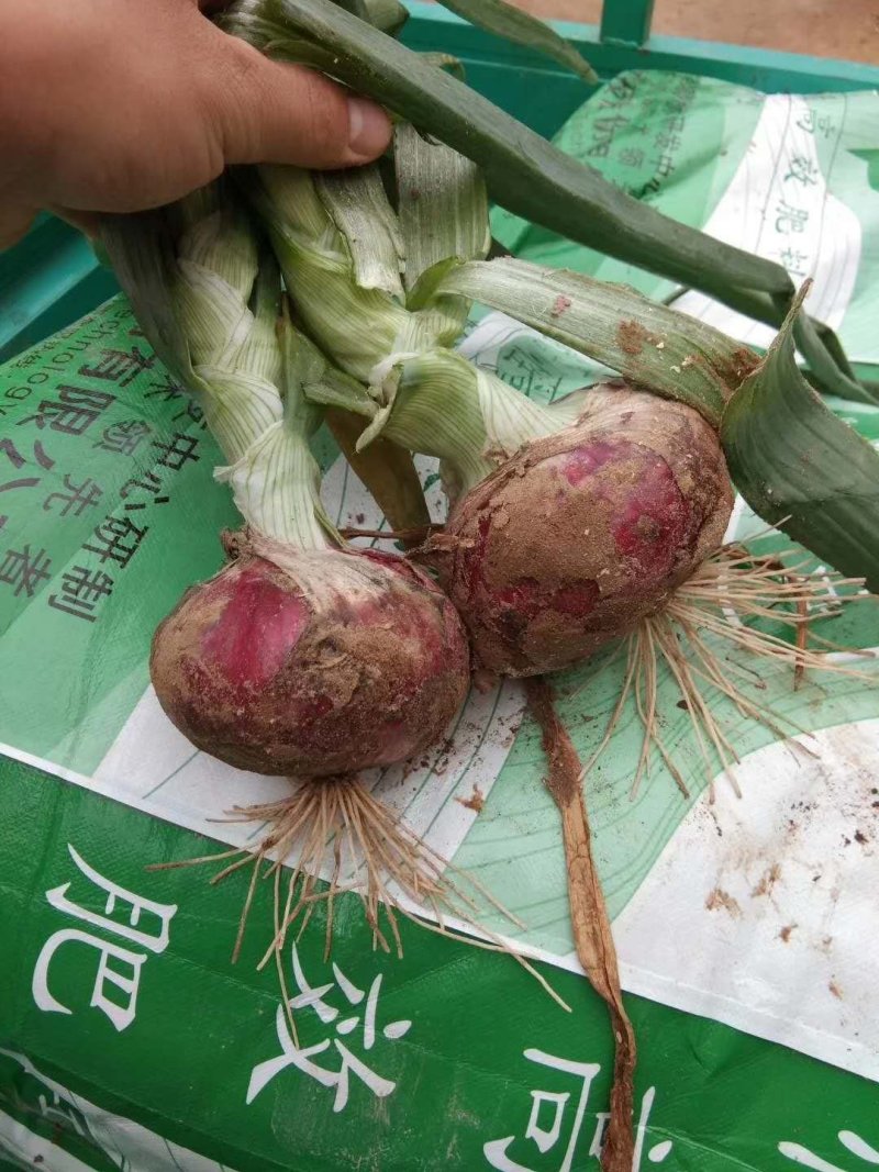 洋葱
