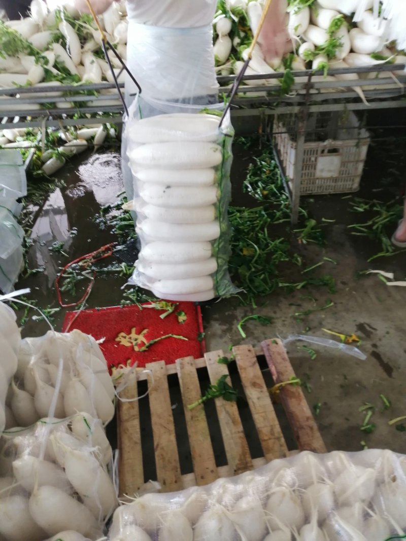 白萝卜