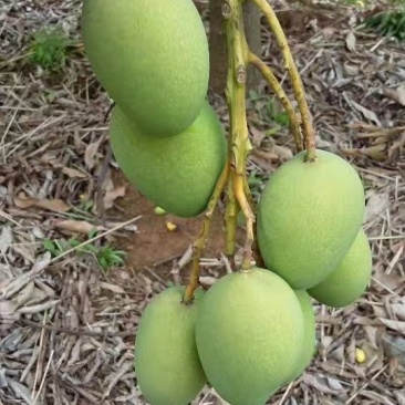 百色台农芒果，是每年的6月份上市。皮薄厚肉香甜