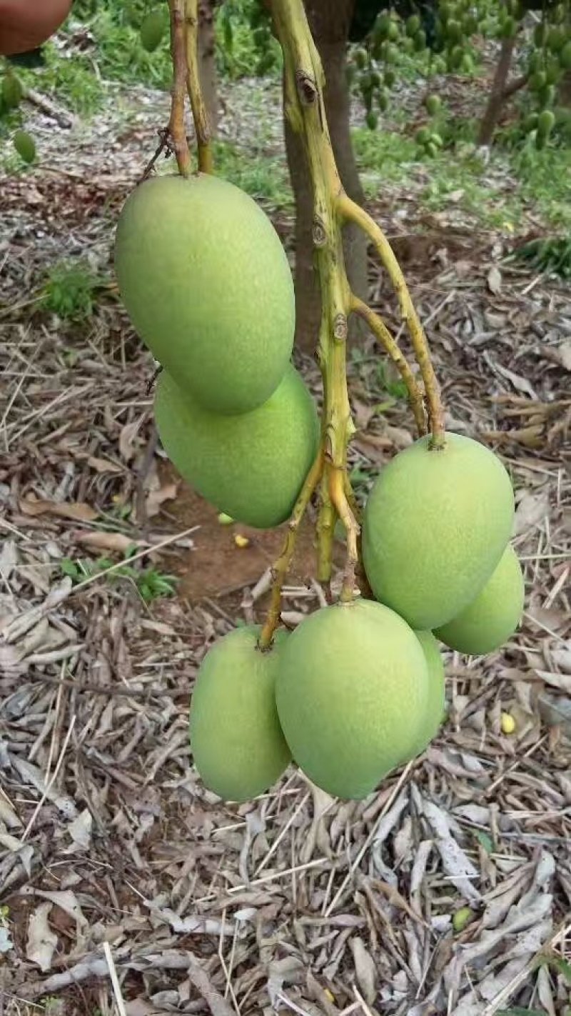 百色台农芒果，是每年的6月份上市。皮薄厚肉香甜