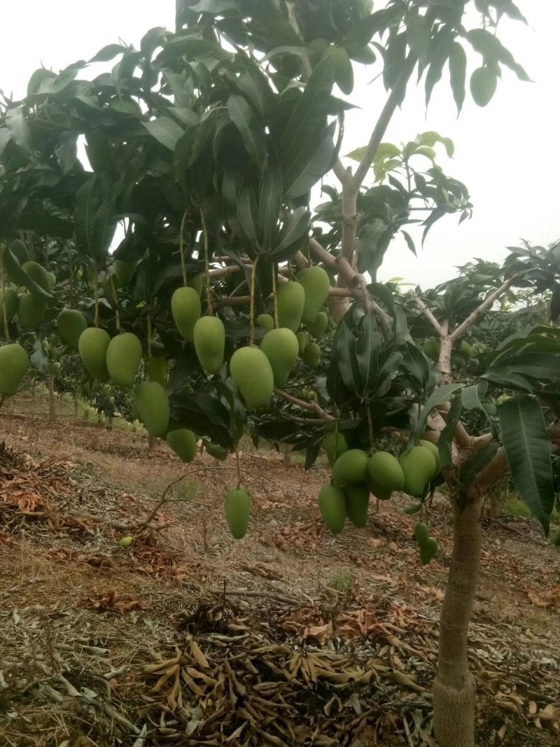 百色台农芒果，是每年的6月份上市。皮薄厚肉香甜