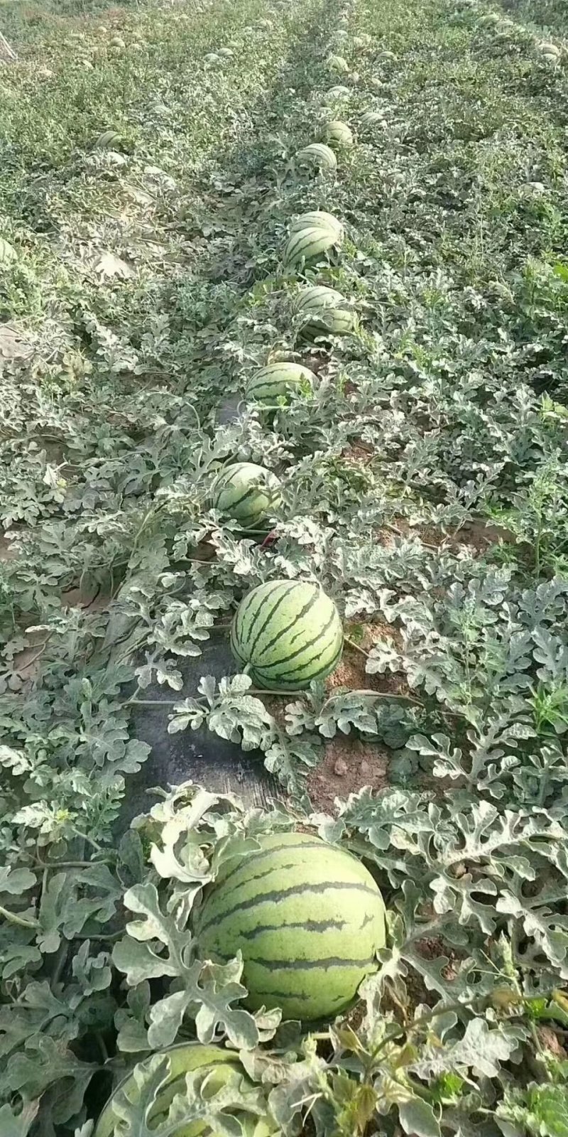 《京欣西瓜》薄皮大红瓤西瓜上市了，口感特甜