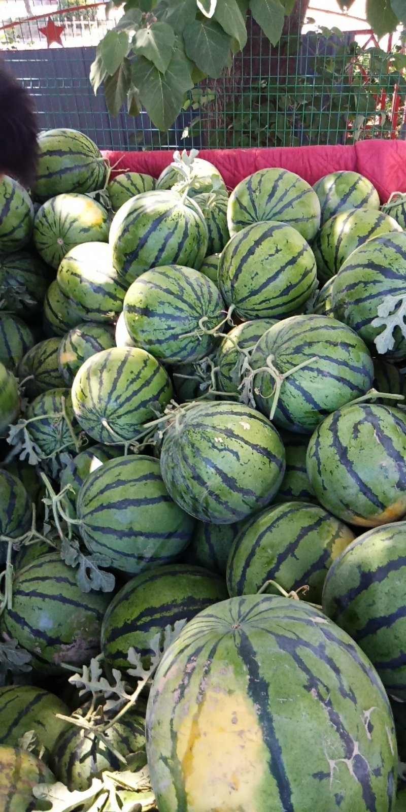 九成火以上，薄皮大红瓤，京欣西瓜(瓜形好装车快）发往全国