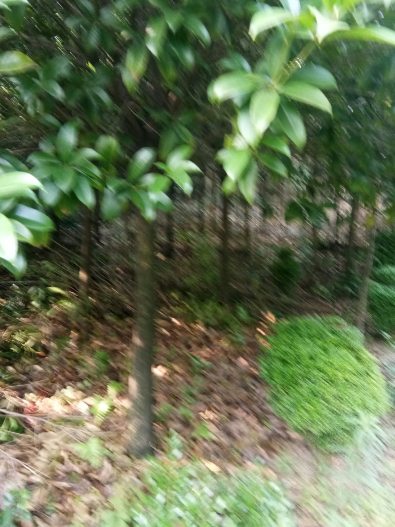 苗圃供应2到20公分的桂花树，自然蒄。欢迎来电。