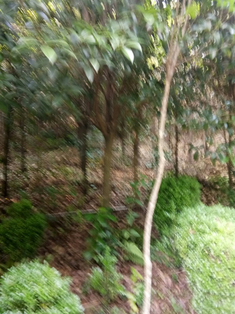 苗圃供应2到20公分的桂花树，自然蒄。欢迎来电。