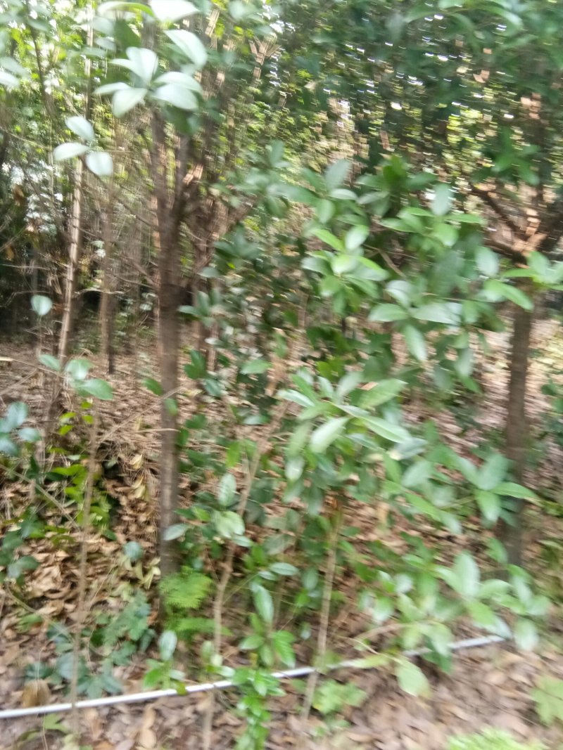 苗圃供应2到20公分的桂花树，自然蒄。欢迎来电。