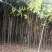 苗圃供应2到20公分的桂花树，自然蒄。欢迎来电。