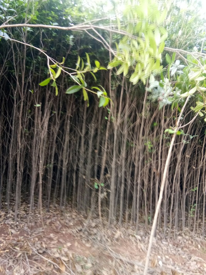 苗圃供应2到20公分的桂花树，自然蒄。欢迎来电。
