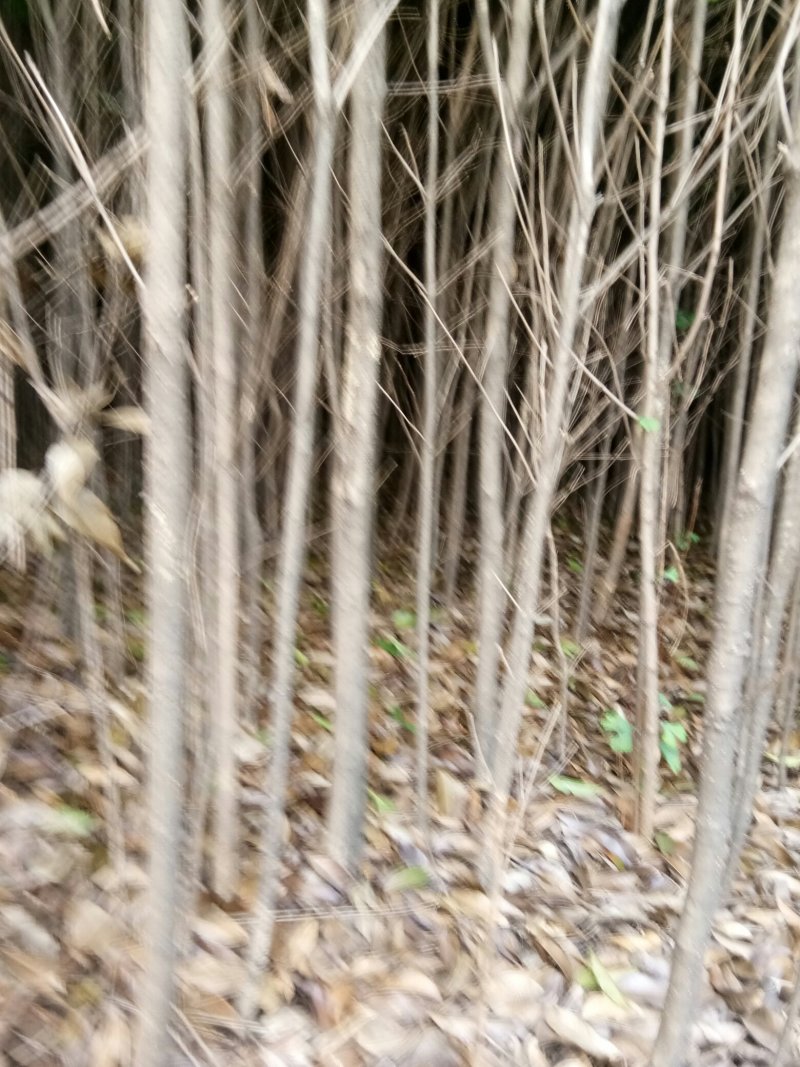 苗圃供应2到20公分的桂花树，自然蒄。欢迎来电。