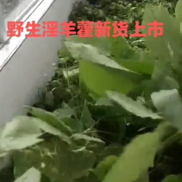 野生淫羊藿批发零售