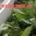 野生淫羊藿批发零售