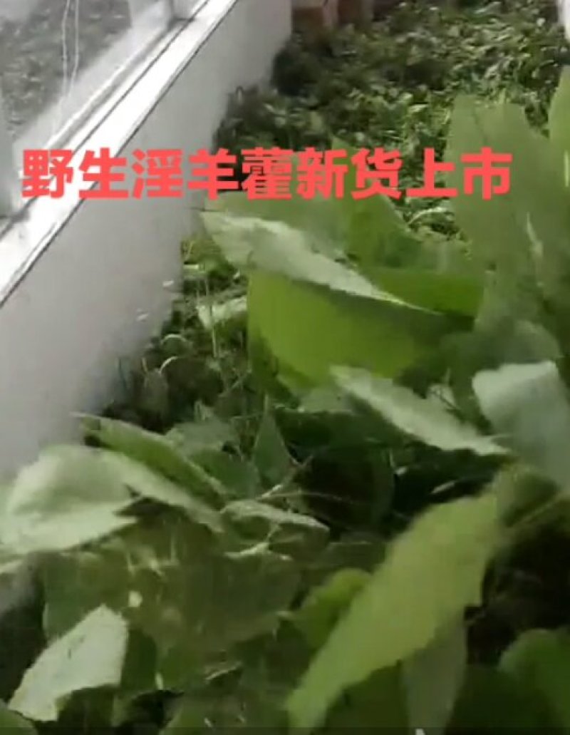 野生淫羊藿批发零售