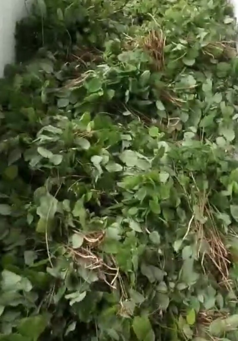野生淫羊藿批发零售