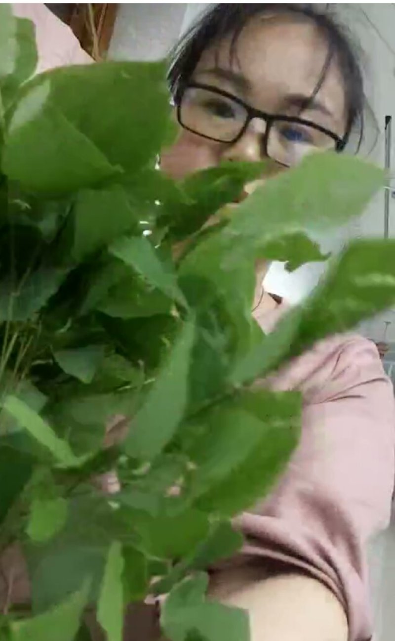 野生淫羊藿批发零售