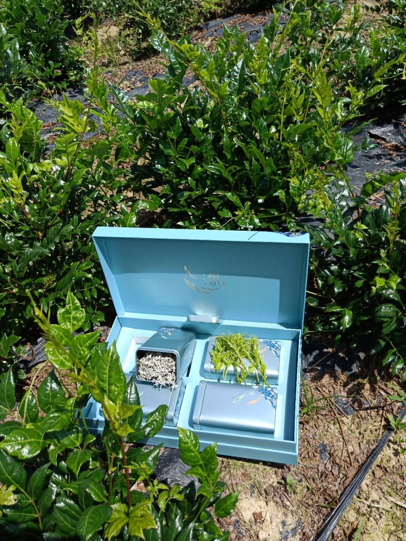 二级纯手工莓茶