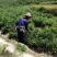 二级纯手工莓茶