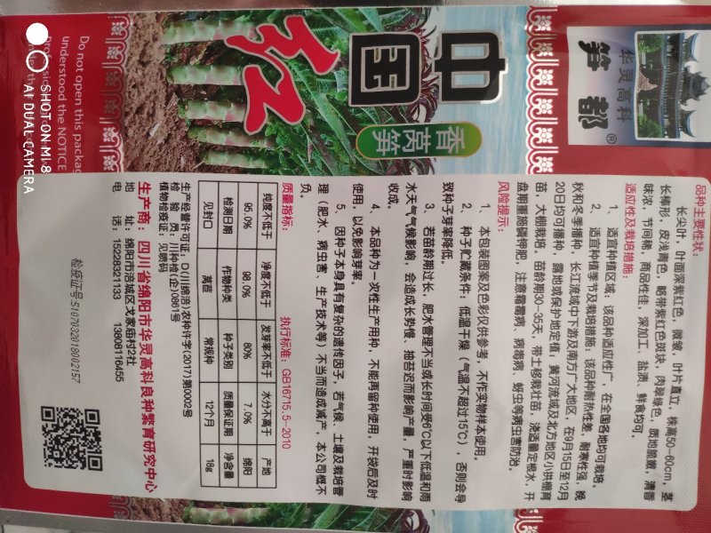 中国红莴笋种子长尖叶茎长棒形略带红色斑块肉翠绿色清香味浓