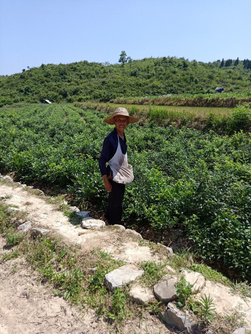 一级纯手工莓茶