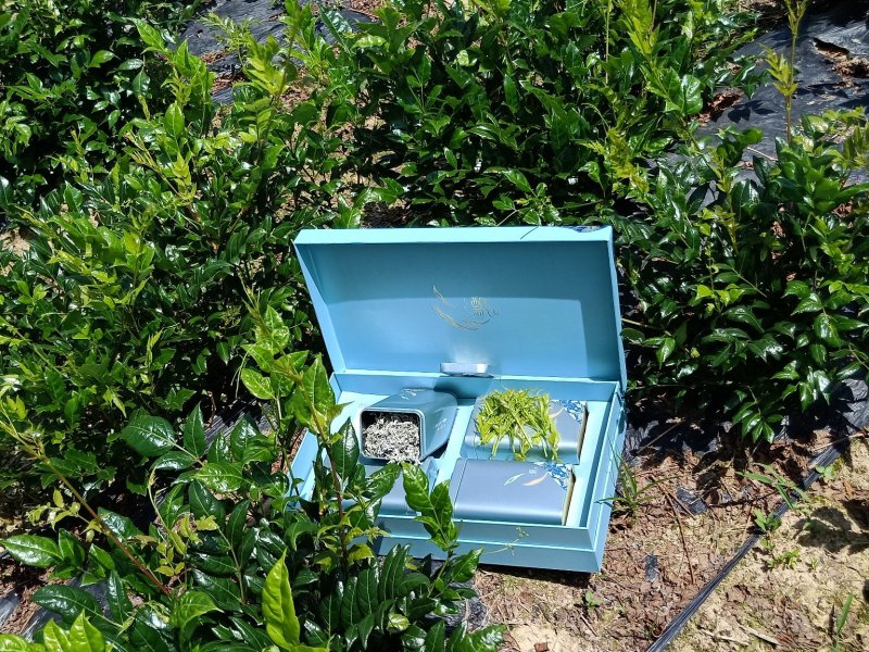 一级纯手工莓茶