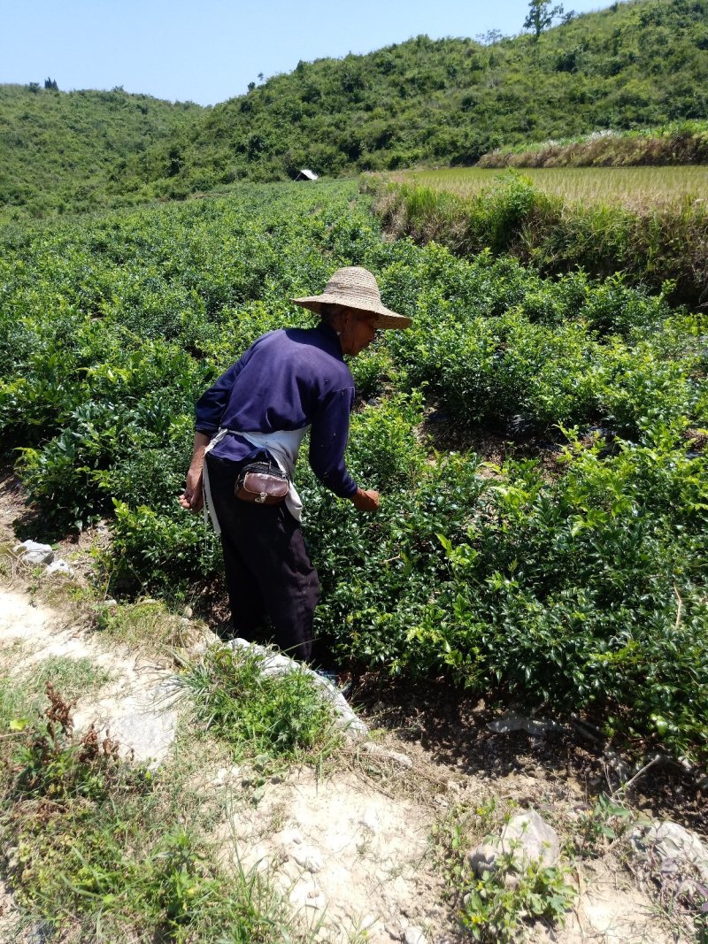 特级纯手工莓茶