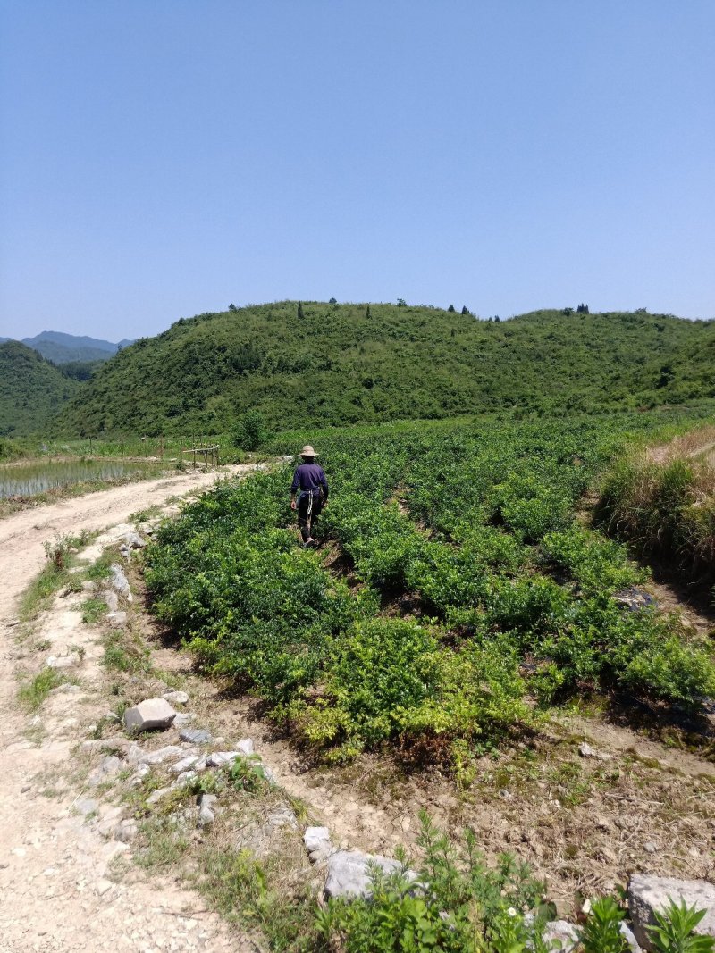 特级纯手工莓茶